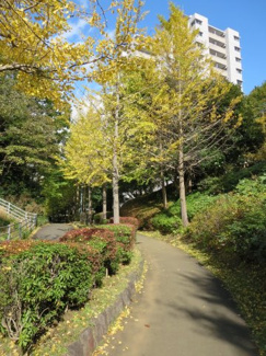 【その他】 | 団地内の遊歩道・毎日のお散歩も快適な緑に恵まれた閑静な住宅地