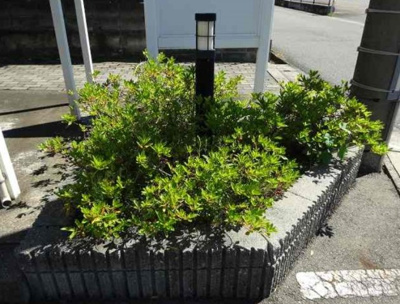 【その他】 | レオパレストレニア