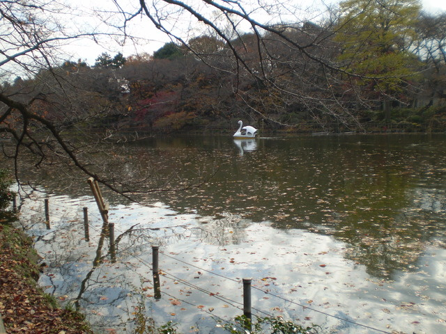 コンフォート吉祥寺のその他|井の頭公園