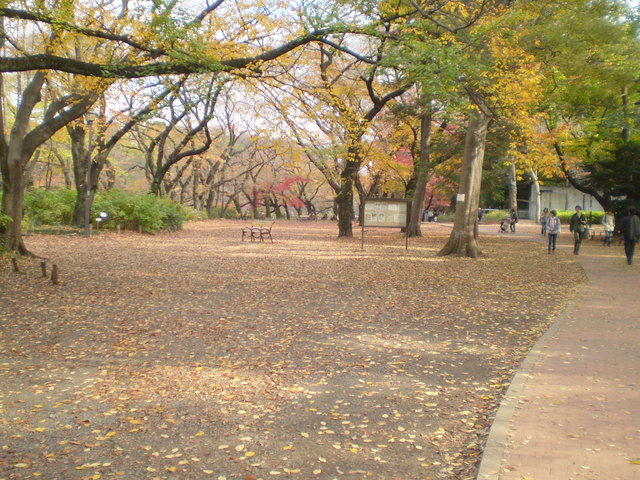コンフォート吉祥寺のその他|井の頭公園