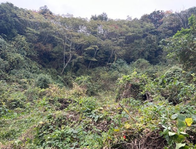 富津市上　売地の周辺|山も森もまるごと独り占め♪