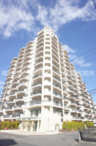 コットンアイランドアルテの画像