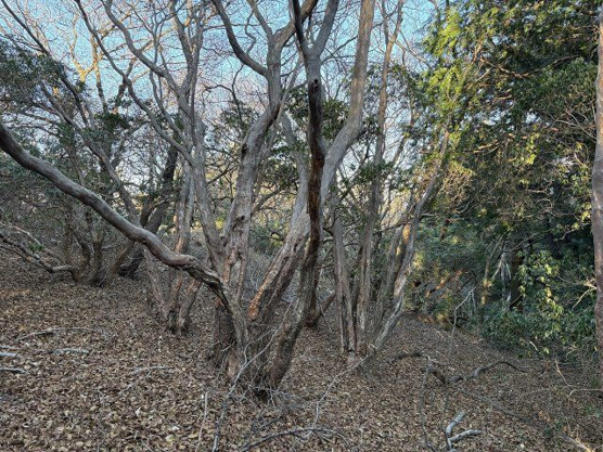 【外観】 | 東急天城高原別荘地　売地