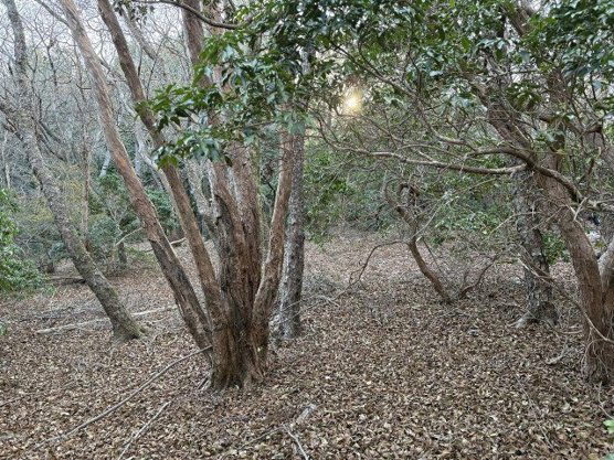 【外観】 | 東急天城高原別荘地　売地