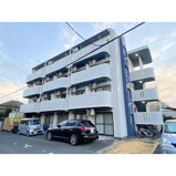 フリージアの画像