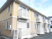 チェリーセージの画像