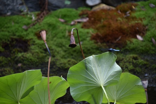 岡崎シェアハウス 一人では届かない贅沢を、分かち合う暮らしの庭|季節の移ろい・生き物とともに暮らしましょう
