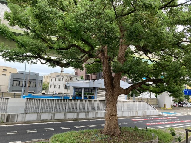 橦木ビル｜名古屋市の賃貸ならMy賃貸の展望|橦木ビル
