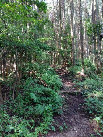 売土地　富士市大淵の外観|整備されている箇所もあるので森林浴で楽しめます。