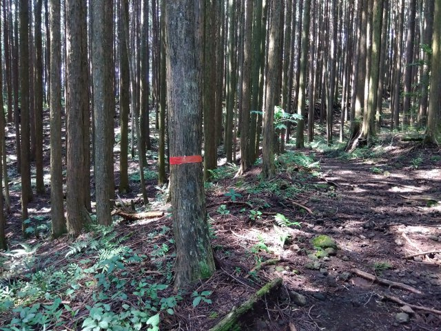 売土地　富士市大淵の外観|綺麗に間引かれているので日差しも届きます。