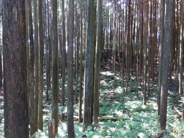 売土地　富士市大淵の外観|自然豊かで木々の香りに包まれた、癒しの空間です。