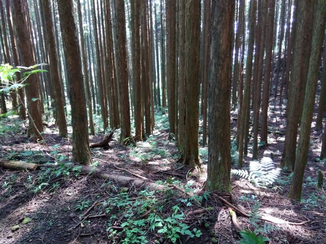 売土地　富士市大淵の前面道路含む現地写真|四季を感じる癒しの空間です。