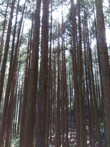 売土地　富士市大淵の外観|幅広い用途でご検討いただけます。