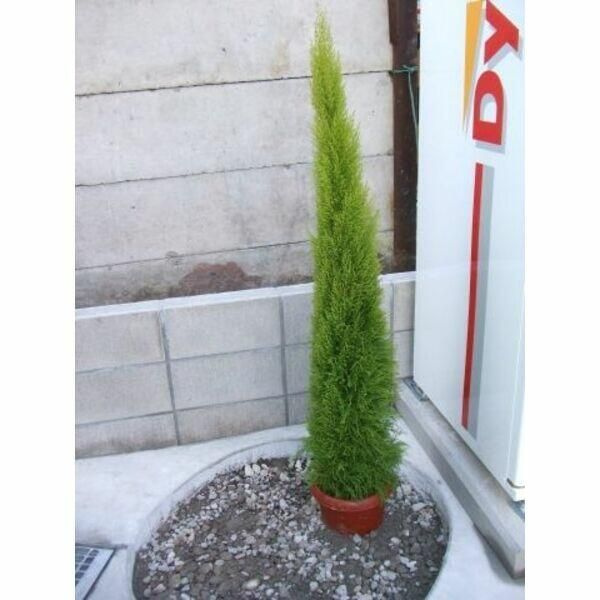 Ｐｅａｃｅ　（ピ－ス）のその他共用部分