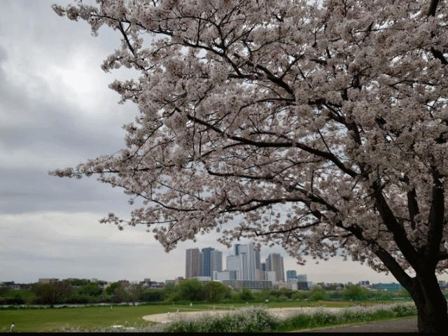 テレーズ池上の周辺|多摩川大橋緑地まで2,629m 