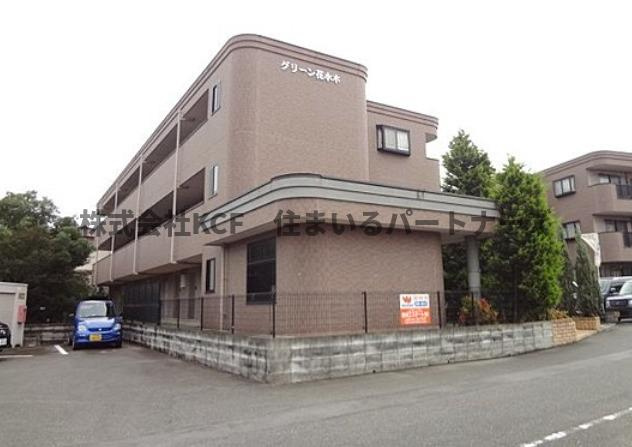 グリーン花水木