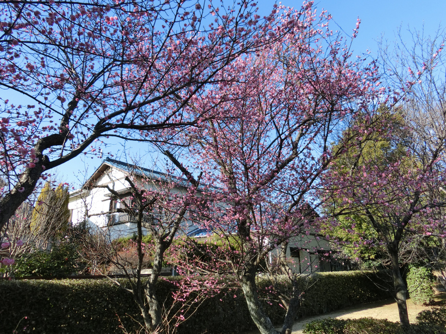 谷津公園の梅が咲き始めました。