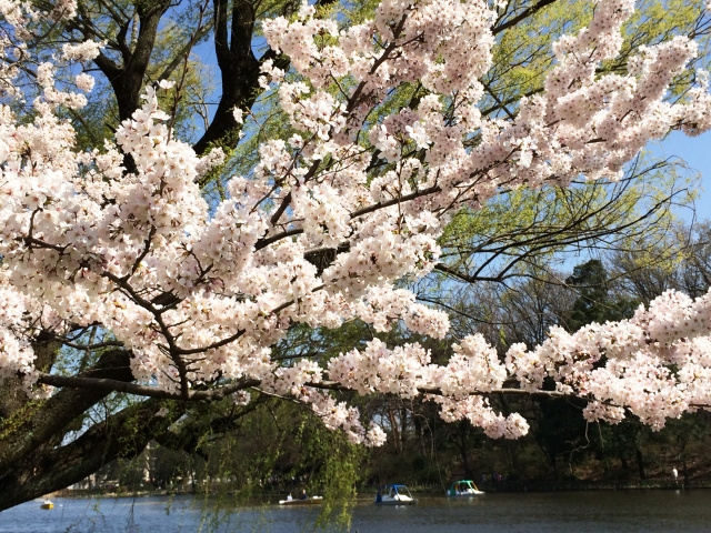 石神井公園の桜