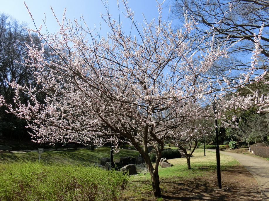 花島公園のさくら