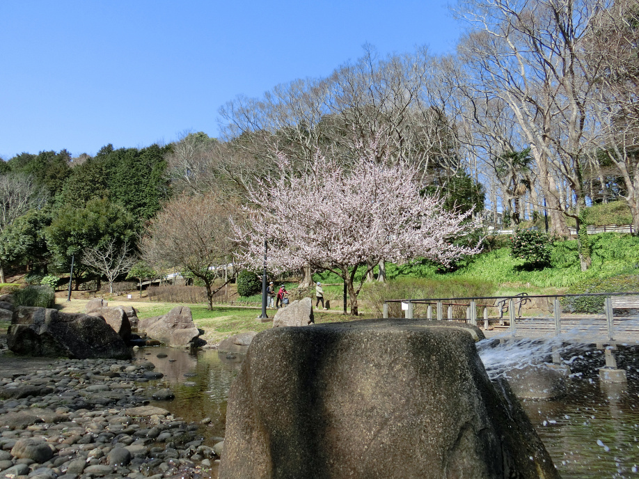 花島公園のさくら