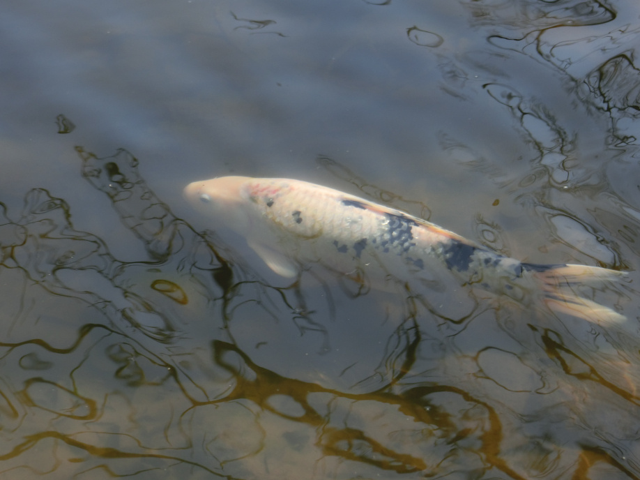 花島公園内の池の鯉