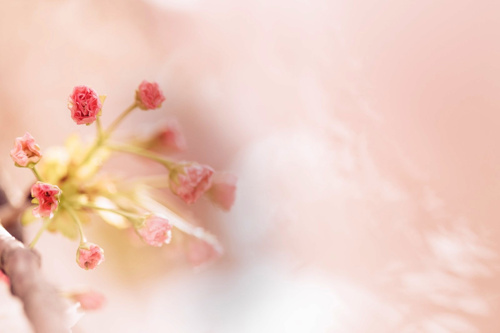 花見