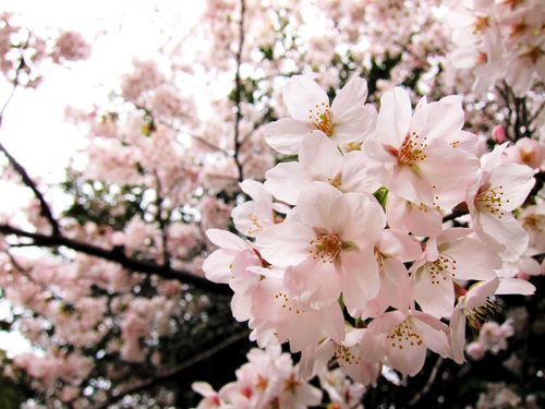 桜