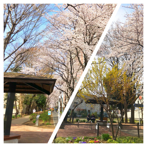 2018ｸﾞﾘｰﾝﾛｰﾄﾞ桜