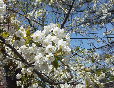 さくらの不動産_桜