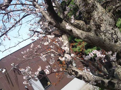 さくらの不動産_桜
