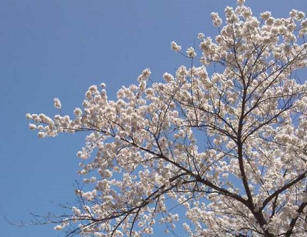 さくらの不動産_桜
