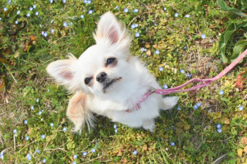足立区関原の公園で散歩する犬