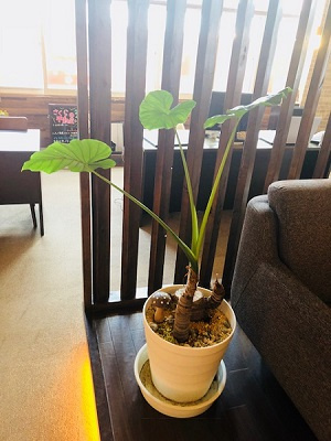 さくらの不動産_クワズイモちゃん