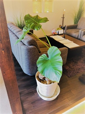 さくらの不動産_クワズイモちゃん