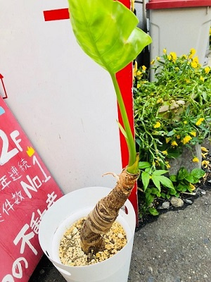 さくらの不動産_クワズイモちゃん