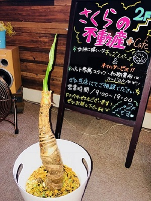 さくらの不動産_クワズイモちゃん