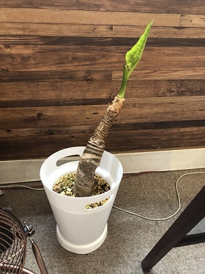 さくらの不動産_クワズイモちゃん