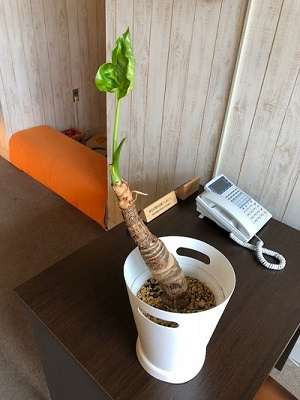 さくらの不動産_クワズイモちゃん