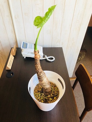 さくらの不動産_クワズイモちゃん