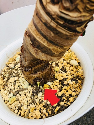 さくらの不動産_クワズイモちゃん