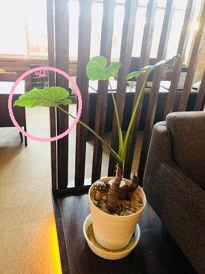 さくらの不動産_クワズイモちゃん