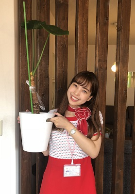 さくらの不動産_クワズイモちゃん