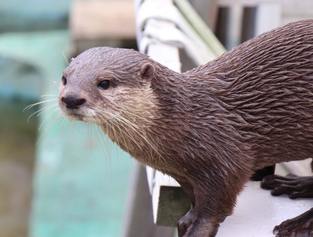 千葉県市川市動植物園