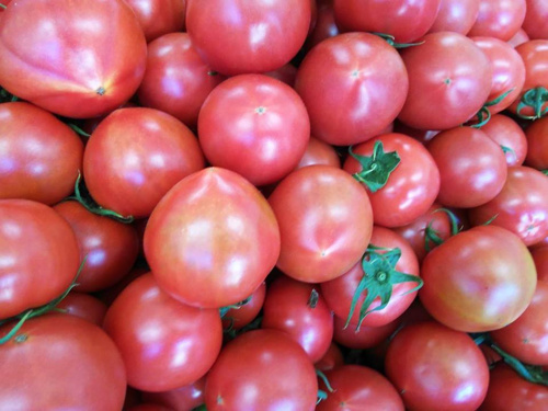 kasshiwaginouen031702