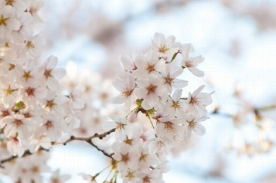 さくらの不動産手稲店_【平成最後・令和最初の】GWも休まず営業します。