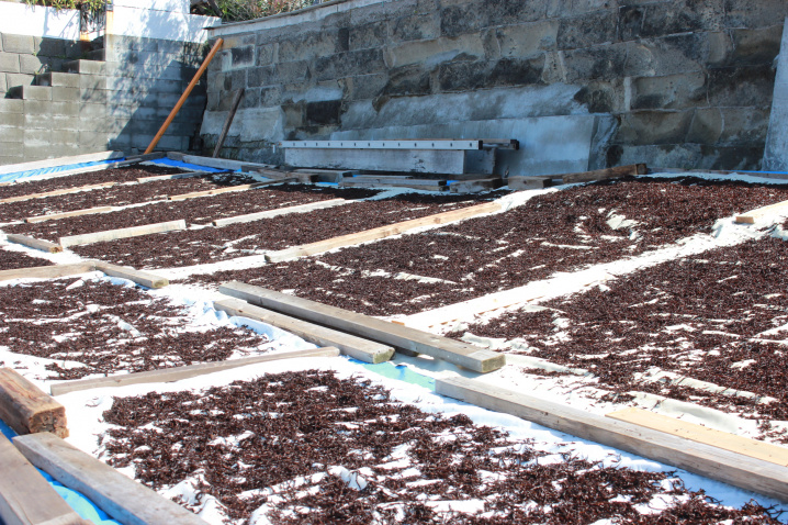 諏訪海岸　葉山マリーナ　森戸海岸　湘南葉山不動産　樋口雅規