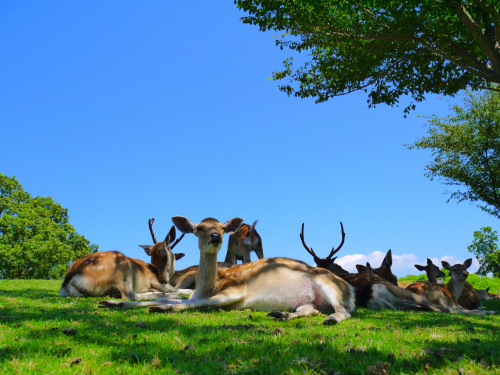 奈良に住んだら一度は行きたい 暑さを忘れる夏の風物詩 おすすめイベントスポット 19年 奈良賃貸のマサキ