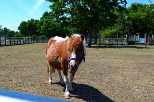 ポニー