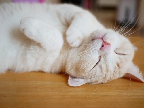 ペット可物件でネコを飼う際の注意点