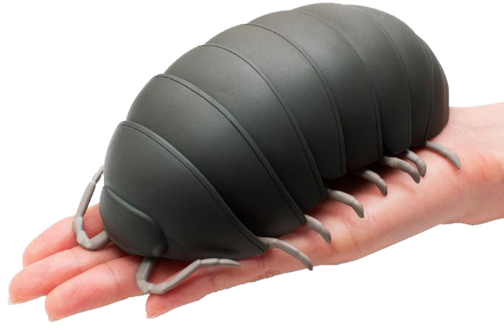 7月30日 ダンゴムシ 三郷市 吉川市 八潮市の不動産は仲介手数料無料のクルーハウジング 7月30日 ダンゴムシ 三郷市 吉川市 八潮市の不動産は仲介手数料無料のクルーハウジング